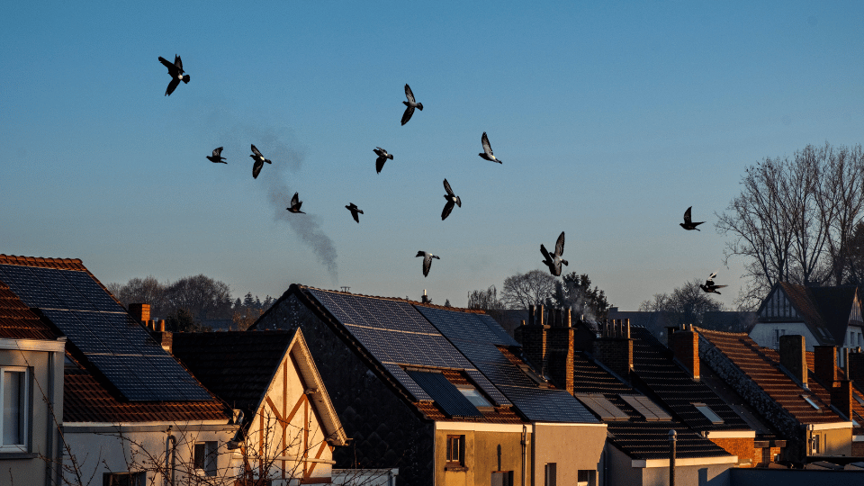 solar panel bird proofing