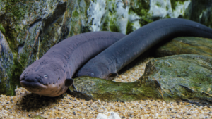 electric eels